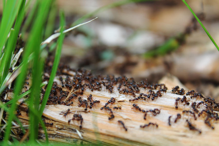 Ants On A Log By ExtremoPenguin On DeviantArt ants-on-a-log-by-extremopenguin-on-deviantart