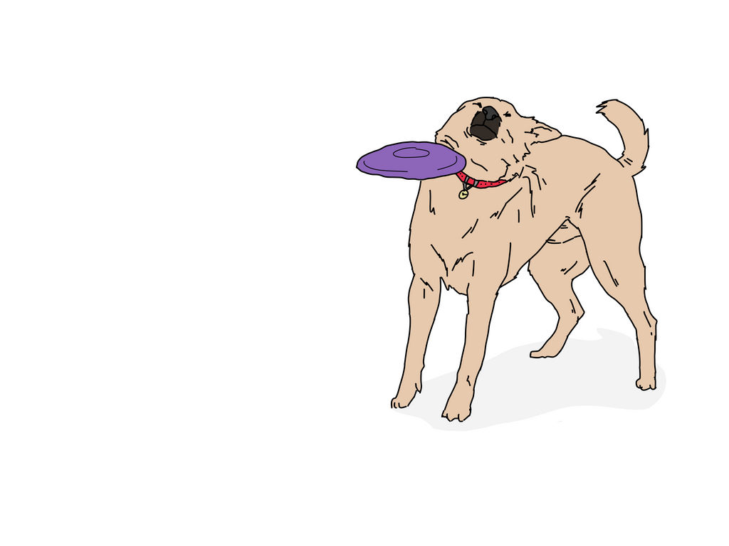 Dog getting hit by a frisbee meme