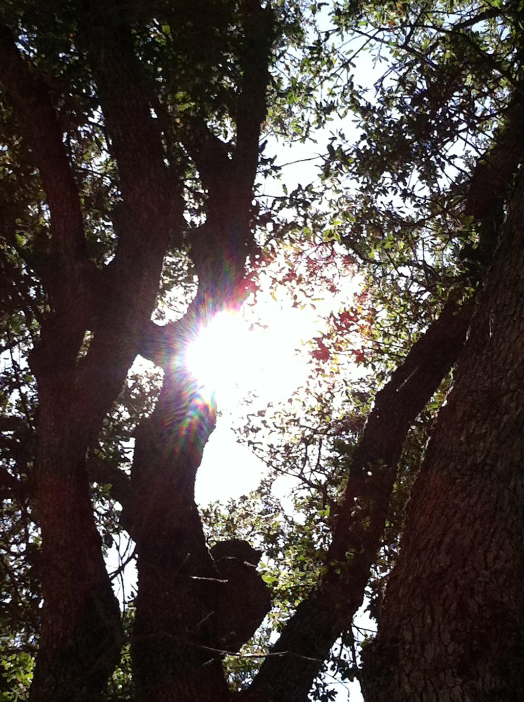 Sunlight in the Branches
