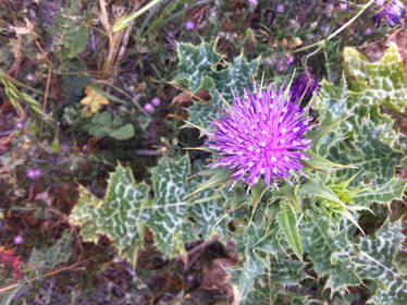 Thistle