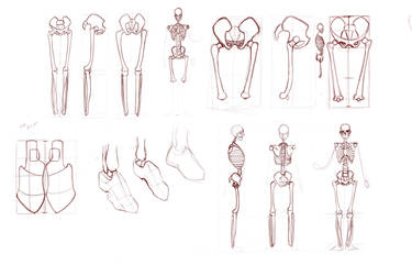 More Bone Studies