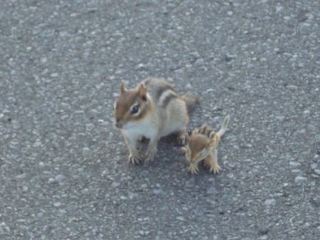 Baby chipmunk and his mom