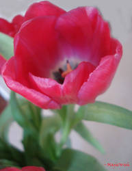 Red Tulip