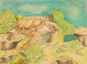 Sea Turtle