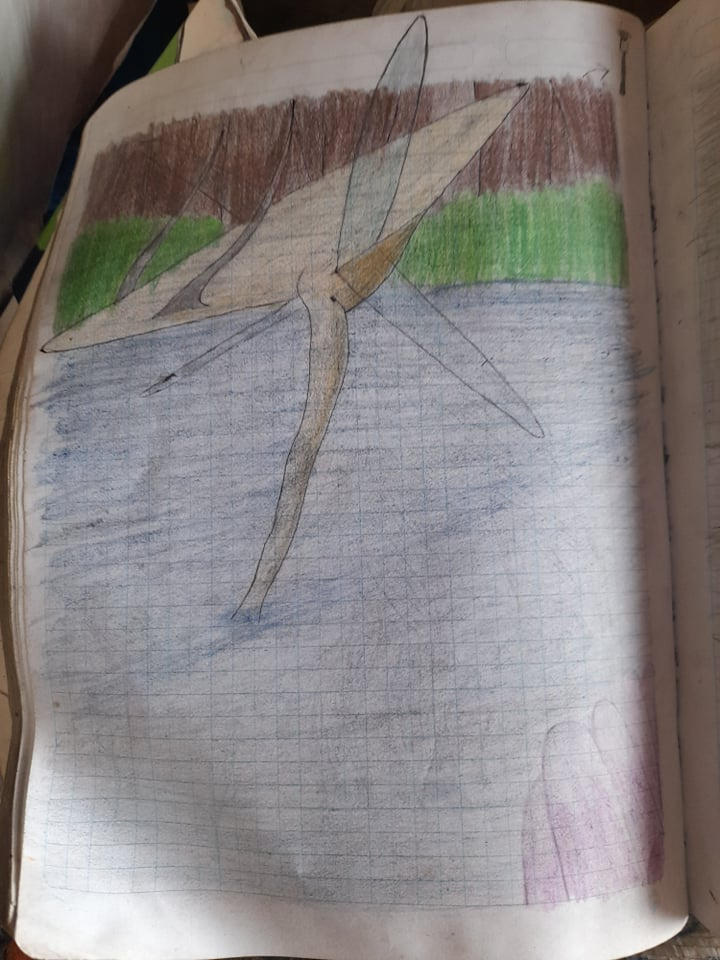 aquatic oval insect by ALEXSSLDI on DeviantArt