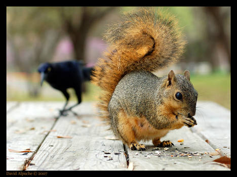 I Want Your Nuts