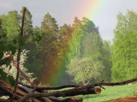 Rainbow tree