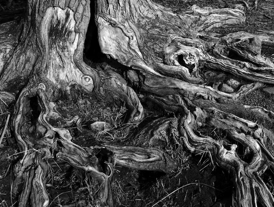 Tree Roots Shadow tree roots 5 by MoonShadow-DarkRaven on DeviantArt