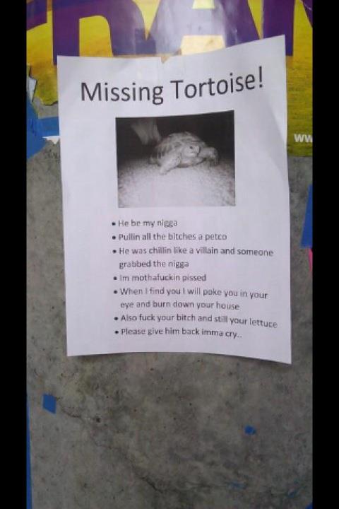 My Missing Tortoise!