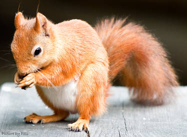 Red Squirrel