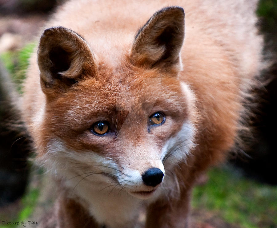 Red Fox