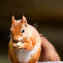 Red Squirrel2