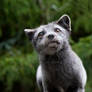 Arctic Fox6