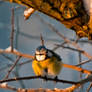 Blue Tit