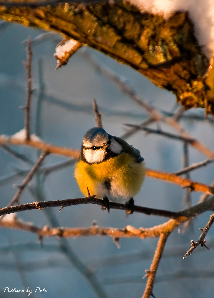 Blue Tit