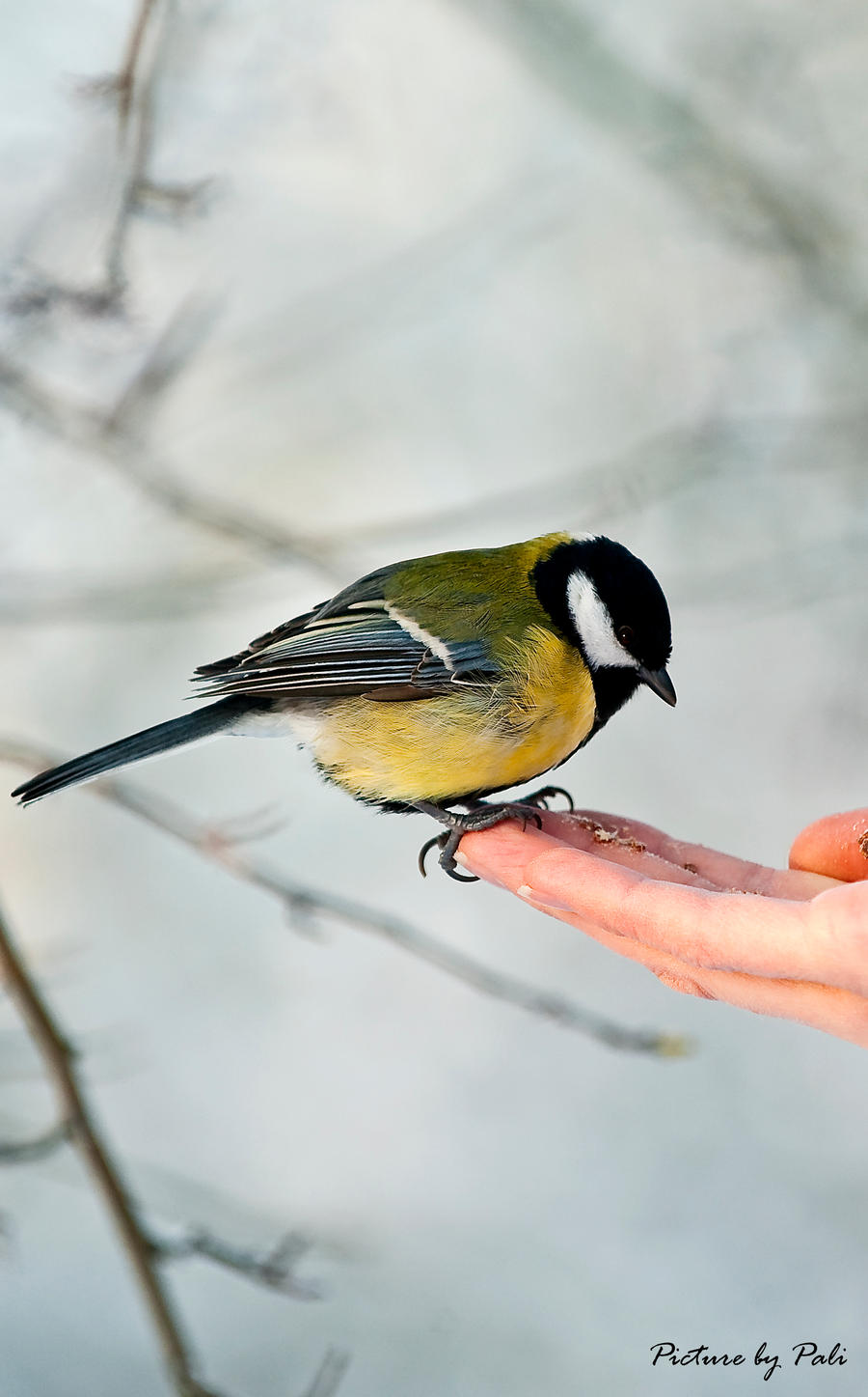 Bird on a hand2