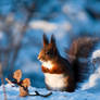 Red Squirrel3