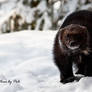 Nosy wolverine
