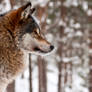 Wolf in profile