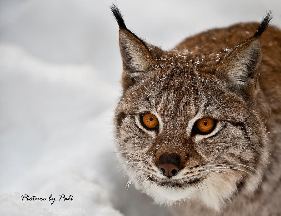 Hunting lynx