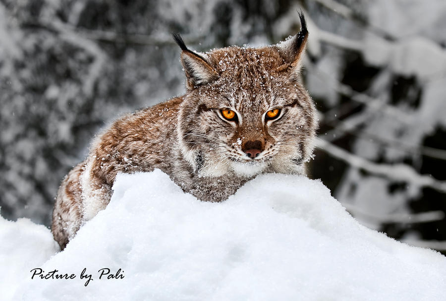 Stong Gaze of a Lynx