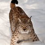 Aggressive  pose of a Lynx