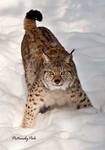 Aggressive pose of a Lynx by PictureByPali