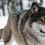 A Beautiful Grey Wolf