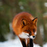 The Red Fox_2