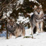 The vigilant Wolves