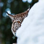 I See You