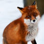 The Red Fox_3