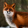 The Red Fox_4