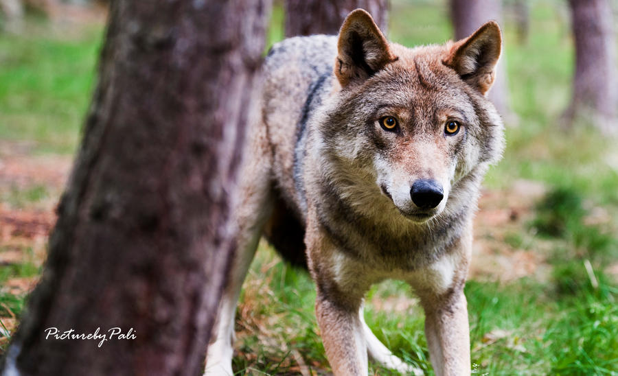 A Scared Wolf