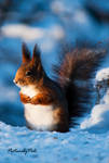 The Red Squirrel by PictureByPali