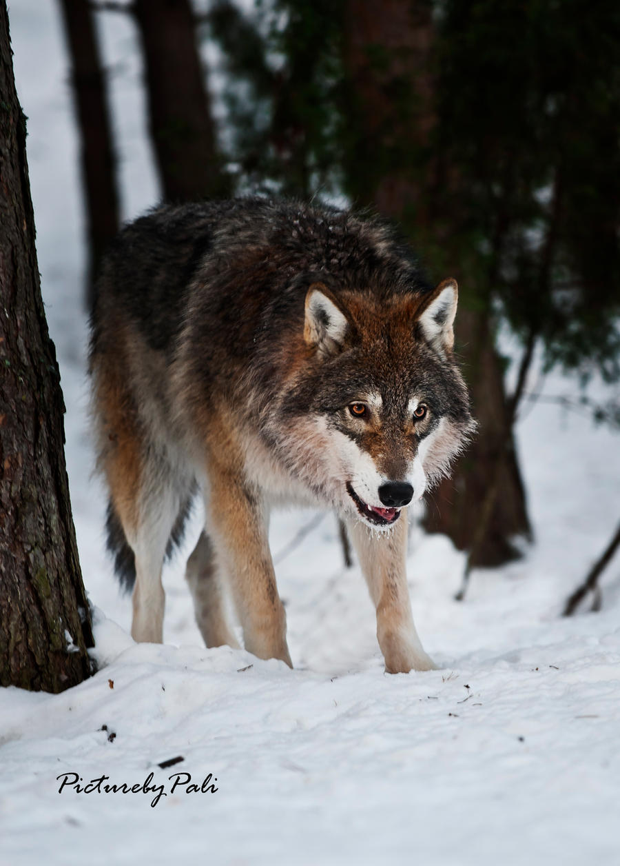 A Young Grey Wolf