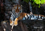 The Siberian Tiger by PictureByPali