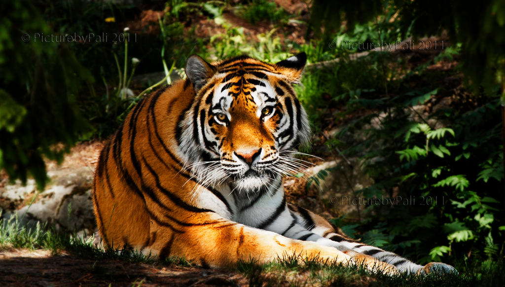 The Siberian Tiger IV