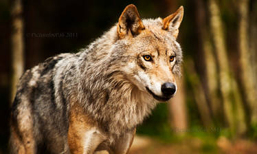 The Majestic Grey Wolf