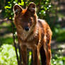 The Dhole