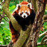 Red Panda I