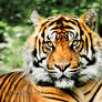 The Sumatran tiger