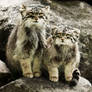 The Pallas's Cats