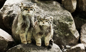 The Pallas's Cats