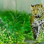 The Amur Leopard