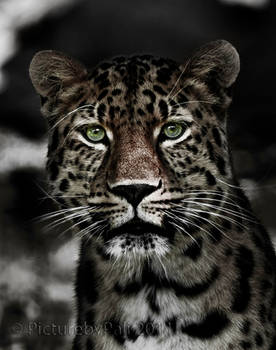 The Amur Leopard II