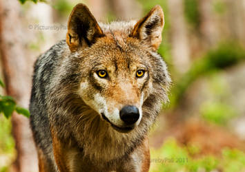 The Piercing look of a Wolf