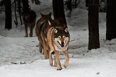 Wolf pack on the Move