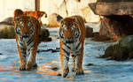 Determined Tigers by PictureByPali