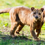 The Fossa